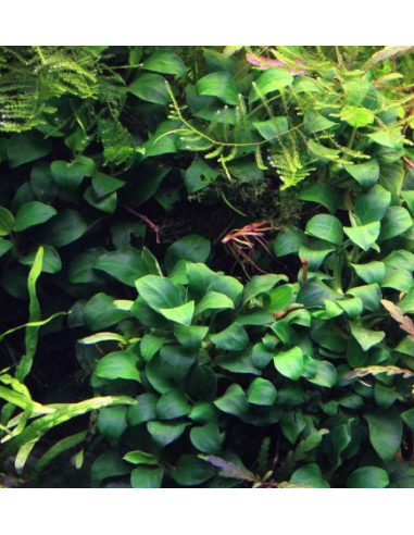 Anubias Nana Bonsai – Origine France