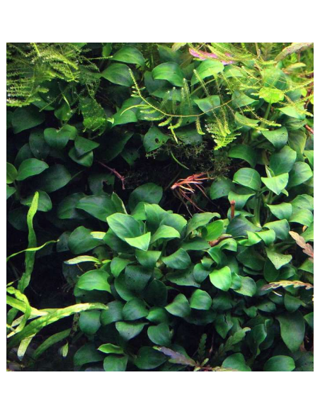 Anubias Nana Bonsai – Origine France