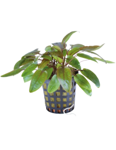 Cryptocoryne Flamingo -Origne France