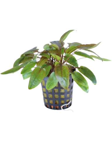 Cryptocoryne Flamingo -Origne France