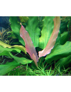 Echinodorus ‘Tricolor’ – Origine France 2