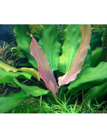 Echinodorus ‘Tricolor’ – Origine France