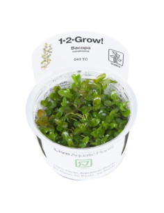Bacopa caroliniana - Invitro