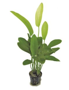 Echinodorus ‘Tricolor’ – Origine France
