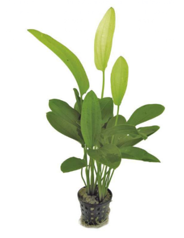 Echinodorus ‘Tricolor’ – Origine France