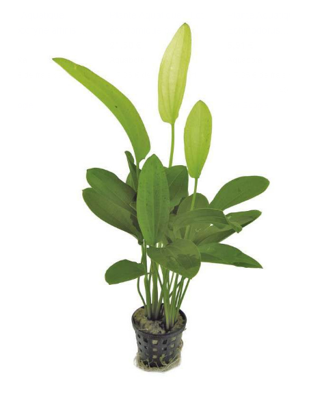 Echinodorus ‘Tricolor’ – Origine France