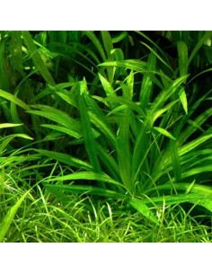Echinodorus Magdalensis – Origine France