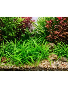 Echinodorus tenellus - Invitro Origne France 2