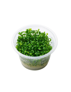 Glossostigma elatinoides - Invitro Origne France