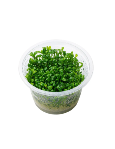 Glossostigma elatinoides - Invitro Origne France