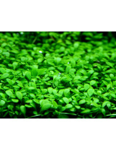 Glossostigma elatinoides - Invitro Origne France 2