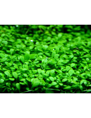 Glossostigma elatinoides - Invitro Origne France