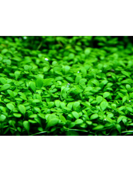 Glossostigma elatinoides - Invitro Origne France