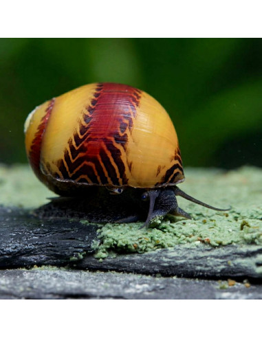 NatureHolic – Snailfeed Pudding (50 g)