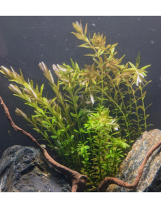 Rotala indica – Origine France 2