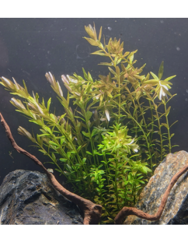 Rotala indica – Origine France