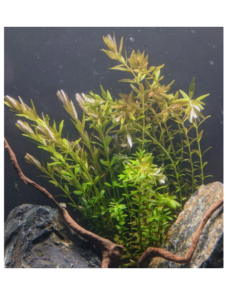 Rotala indica – Origine France