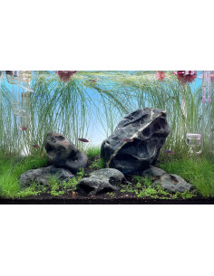Hakkai Stone 20-30cm (au kilo) 2