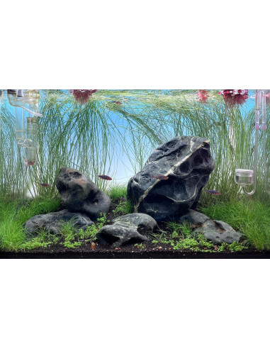 Hakkai Stone 20-30cm (au kilo)