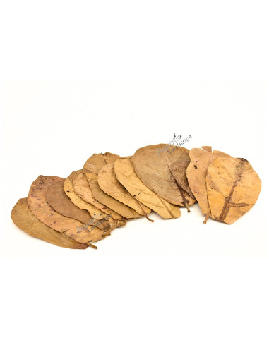 Me - Nano Feuilles de Catappa 5-9cm x12pcs