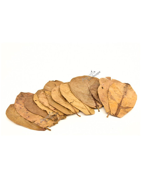 Me - Nano Feuilles de Catappa 5-9cm x12pcs