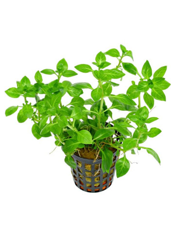 Ludwigia palustris Vert – Origine France