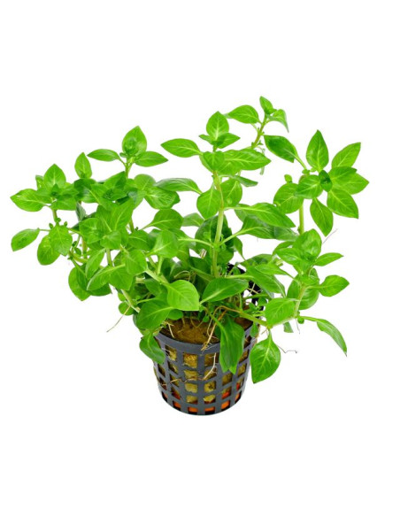 Ludwigia palustris Vert – Origine France