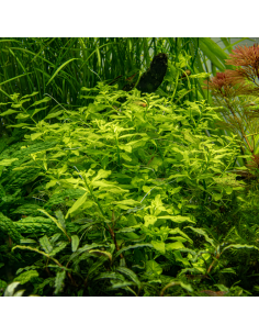 Ludwigia palustris Vert – Origine France 2