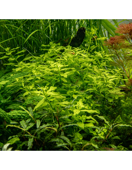 Ludwigia palustris Vert – Origine France