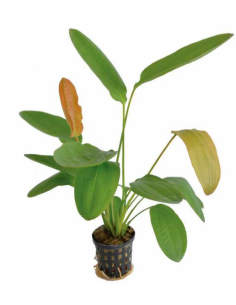 Echinodorus  Osiris – Origine France