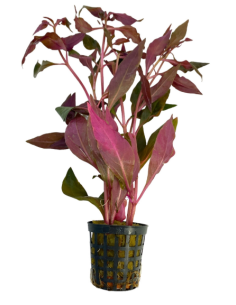 Alternanthera Cardinalis – Origine France