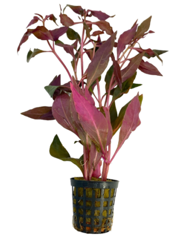 Alternanthera Cardinalis – Origine France
