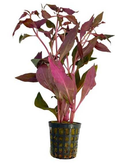 Alternanthera Cardinalis – Origine France