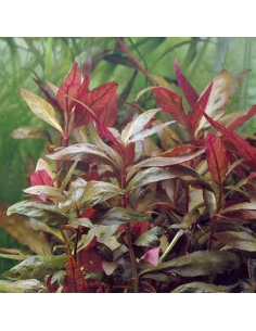 Alternanthera Cardinalis – Origine France 2