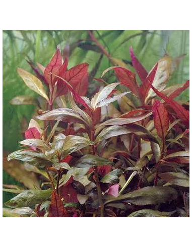 Alternanthera Cardinalis – Origine France