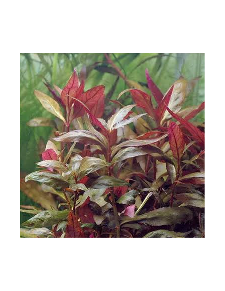 Alternanthera Cardinalis – Origine France