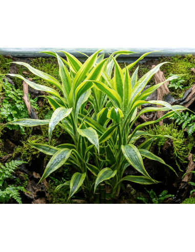 Dracaena Sanderina – Origine France