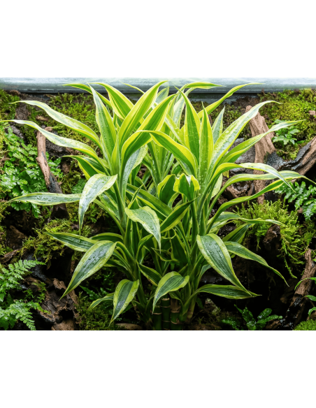 Dracaena Sanderina – Origine France