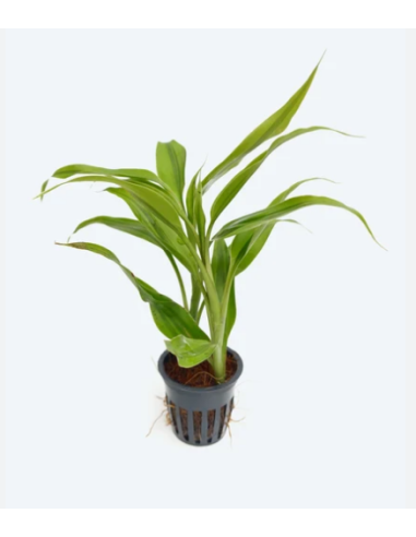 Dracaena Sanderina – Origine France