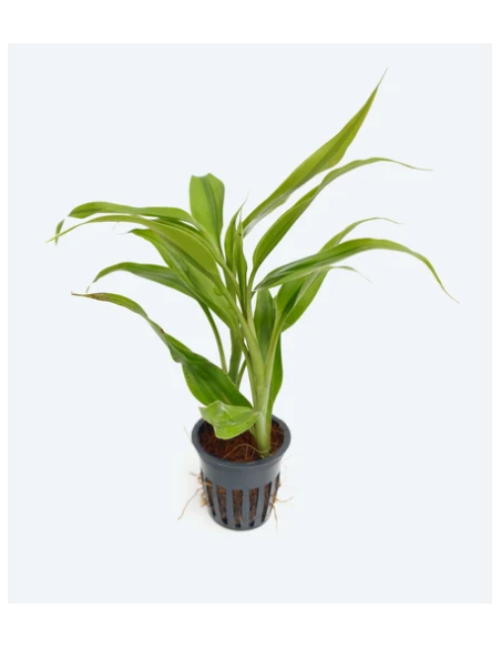 Dracaena Sanderina – Origine France
