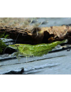 Neocaridina davidi Green Jade 1-1,5cm lot de 10 pcs