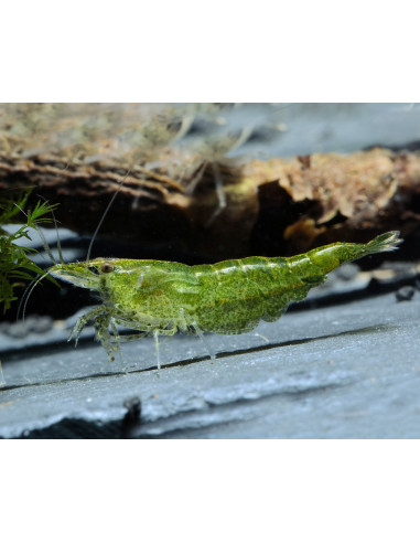 Neocaridina davidi Green Jade 1-1,5cm lot de 10...