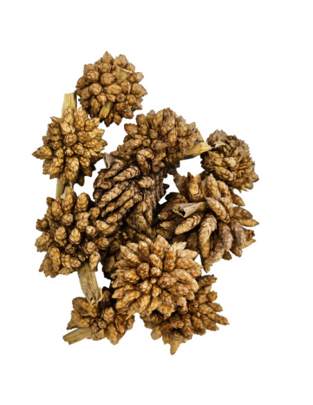 Hobby - Desert Bloom (25 pcs)