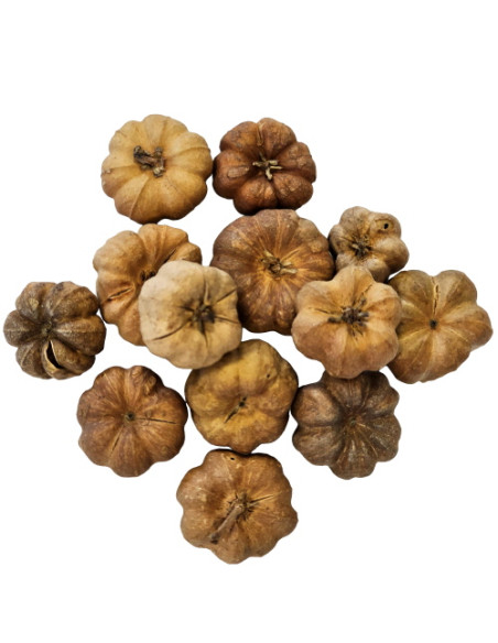 Hobby - Curcurbita (25 pcs)