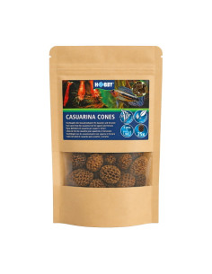 Hobby - Casuarina Cones (25 pcs)