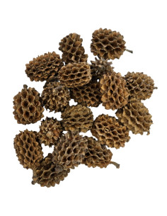 Hobby - Casuarina Cones (25 pcs) 2