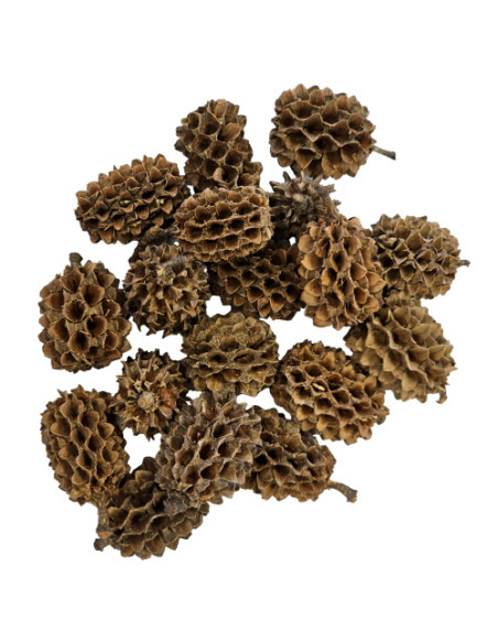 Hobby - Casuarina Cones (25 pcs)
