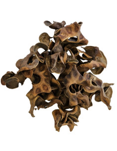 Hobby - Jungle Star Flowers  (25 pcs) 2