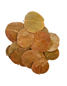 Hobby - Orchid Tree Leaves  (25 pcs) 2