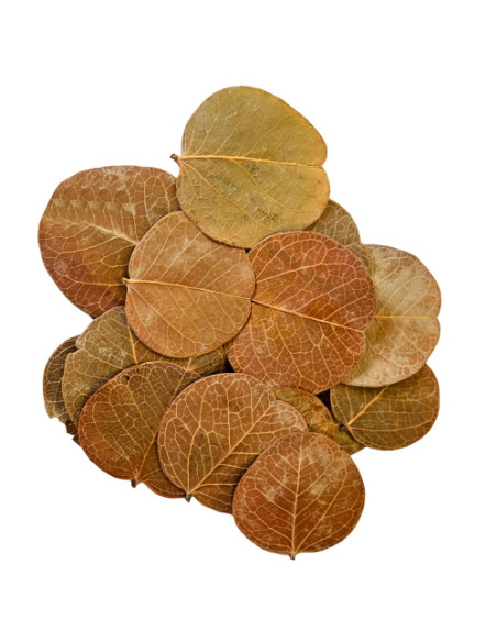 Hobby - Orchid Tree Leaves  (25 pcs)
